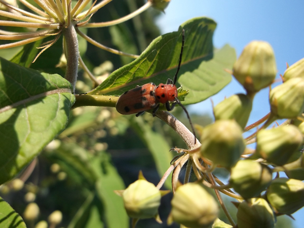 Red Milkweed Beetle (Tetraopes tetrophthalmus)