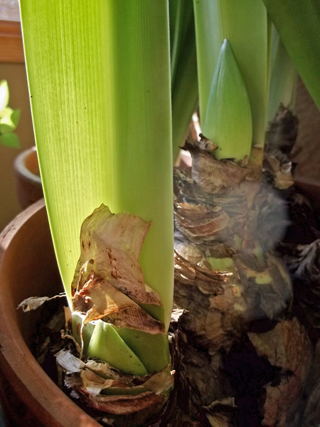 Amaryllis Update and a Spring Garden Appraisal | Sustaining Beauty